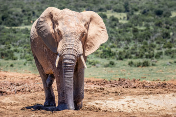 Portrait of male elephant on safari in Africa