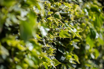 Fresh spring leaves on a green fence side view