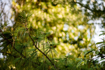 Close-up macro detail of fluffy pine tree branch with multiple needles