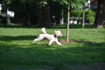 Fototapeta premium A little white poodle runs on the grass in the park