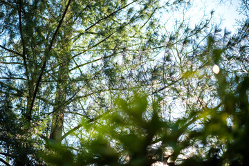 Defocused blur bokeh view of tall fir tree with multiple branches early spring warm sunlight