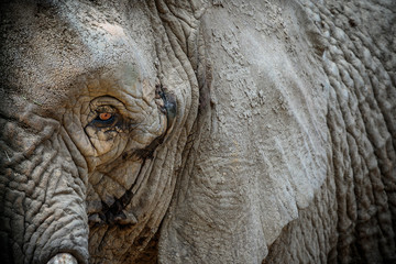 Fototapeta premium Close up of elephant's eye and skin texture