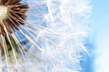 Dandelion seeds blowing in wind summer field on blue background. Change growth movement and direction concept. Inspirational natural floral spring or summer garden or park. Ecology nature landscape