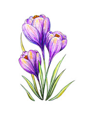 Crocus spring purple flower illustration