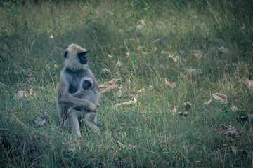 Mother's Love