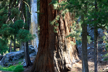California / USA - August 23, 2015: A giant sequoia tree trunk detail in the forest of Sequoia National Park, California, USA