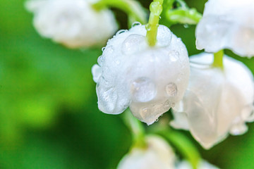 Flowers beautiful smell lily of the valley or may-lily with drops after rain. Inspirational natural floral blooming garden or park. Garden in spring or summer. Blooming ecology nature concept