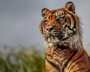 Close up Portrait of adult tiger