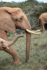 Close up portrait of adult elephant on safari