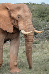 Close up portrait of adult elephant on safari