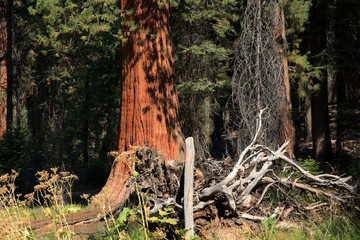 California / USA - August 23, 2015: A giant sequoia tree trunk detail in the forest of Sequoia National Park, California, USA