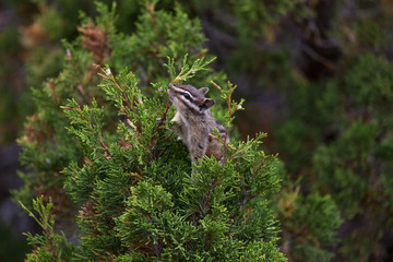 Chipmunk in a Cedar Tree