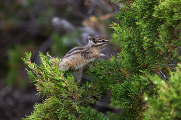 Chipmunk in a Cedar Tree