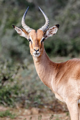 Portrait of an impala on safari