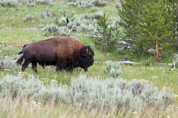 Bison Walking in Brush at Yellowstone