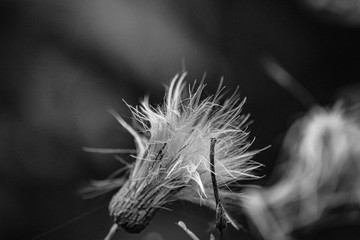 dandelion seed head
