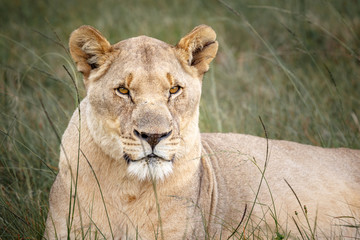 Portrait of adult lioness on safari in South Africa