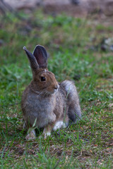 Wild Bunny Rabbit at Yellowstone