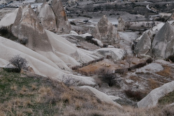 sheeps feeding in cappadocia turkey