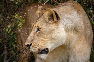 Portrait of adult lioness on safari in South Africa