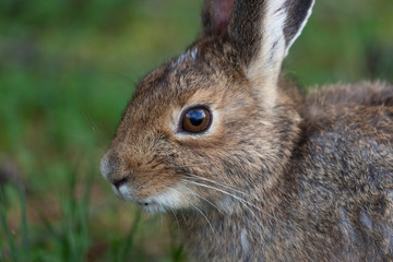 Wild Bunny Rabbit at Yellowstone
