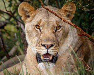 Portrait of adult lioness on safari in South Africa