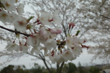 桜