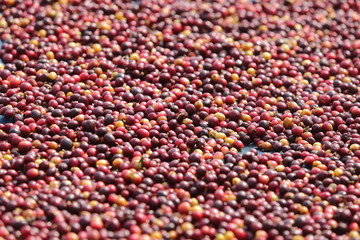 coffee, seed, cherry