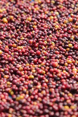 coffee, seed, cherry