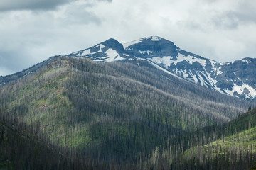 Fire Damaged Mountains in Yellowstone