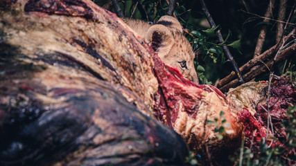 Adult lioness eating a kill on safari in South Africa