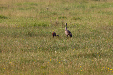 Adult Sandhill Crane with Baby