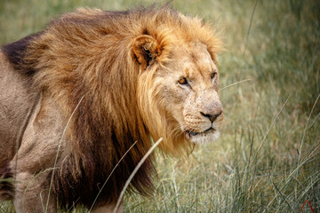 Portrait of adult male lion on safari in South Africa