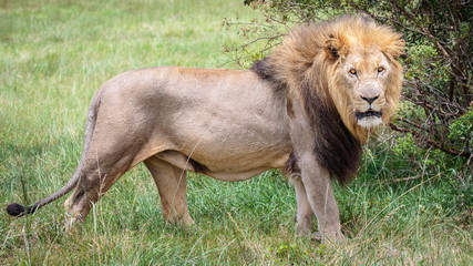 Portrait of adult male lion on safari in South Africa