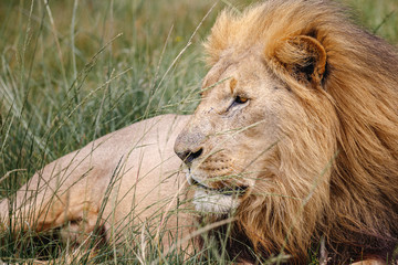 Portrait of adult male lion on safari in South Africa