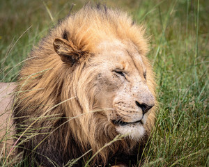 Fototapeta na wymiar Portrait of adult male lion on safari in South Africa