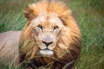 Portrait of adult male lion on safari in South Africa