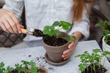 Healthy organic food concept. Close up of hands children hold seedling tomato In peat pot. Seedling...