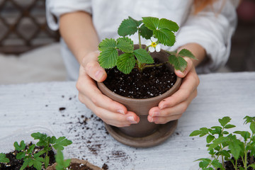 Healthy organic food concept. Close up of hands female hold seedling tomato In peat pot with ground. Seedling green plant of tomato. Springtime.