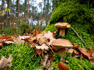 Prawdziwki borowiki szlachetne © Agnieszka