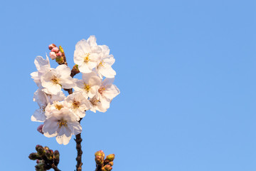 青空を背景に咲く桜の花