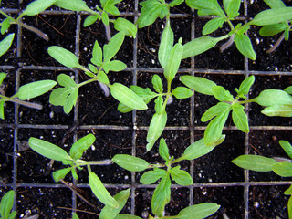 Seedlings, first sprouts tomatoes in a container, greenhouse, farm.