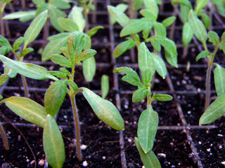 Seedlings, the first tomato sprouts in a container, a greenhouse, farm. Growing vegetables.