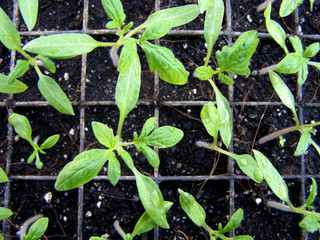Seedlings, the first tomato sprouts in a container, a greenhouse, farm.