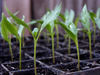 Seedlings, the first sprouts of pepper in a container, greenhouse, farm. Agriculture, pepper cultivation. Growing vegetables. Farming.