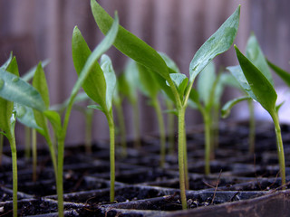 Seedlings, the first sprouts of pepper in a container, greenhouse, farm. Agriculture, pepper cultivation. Growing vegetables. 
