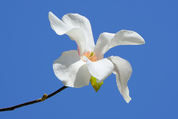 Fototapeta na wymiar white magnolia flower