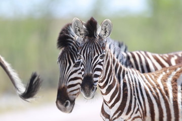 Zebra in Etosha