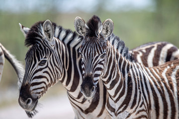 Fototapeta na wymiar Zebra in Etosha