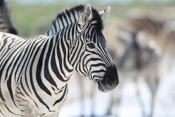 Fototapeta na wymiar Zebra in Etosha